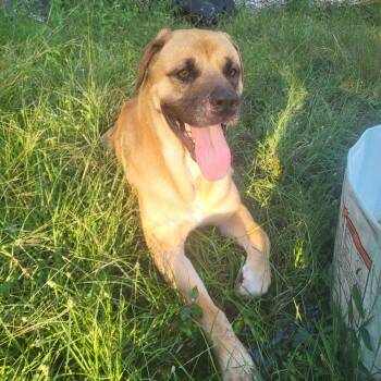 TINY, a sweet Biggie -  Bullmastiff and Rhodesian Ridgeback Dog for Adoption in Houston, Texas - TINY, A Sweet Biggie | PetCurious
