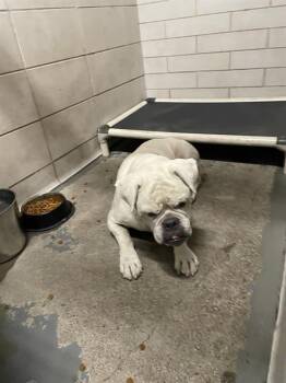 Rescue American Bulldog Dogs for Adoption in Stockton, California - JAQUE | PetCurious