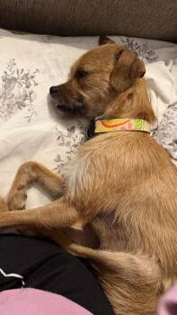 Annabelle -  Terrier Dog for Adoption in Richardson, Texas - Annabelle | PetCurious