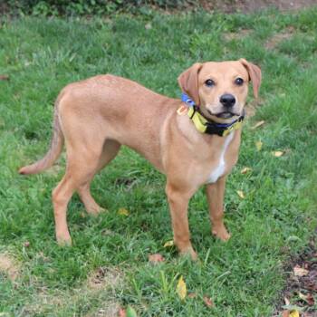 Frankie -  Mixed Breed Dog for Adoption in Port Washington, New York - Frankie | PetCurious
