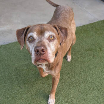Rescue Labrador Retriever and Boxer Dogs for Adoption in Pacific Grove, California - Barley | PetCurious