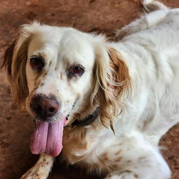 Cassie -  English Setter Dog for Adoption in Fair Oaks, Texas - Cassie | PetCurious