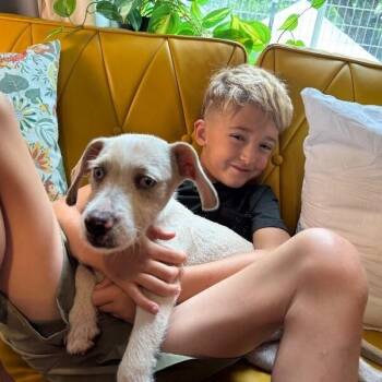 Castiel Goose the perfect family boy -  Wirehaired Terrier and Chihuahua Dog for Adoption in Friendswood, Texas - Castiel Goose The Perfect Family Boy | PetCurious