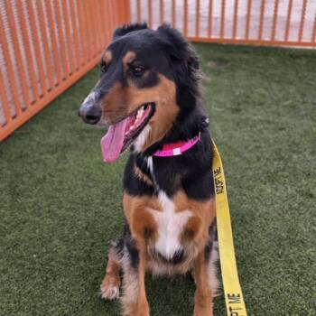 Doberman Pinscher and Golden Retriever Dogs Available for Adoption in Las Vegas, Nevada - MIZFIT | PetCurious