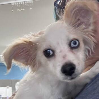 Dublin -  Mixed Breed Dog for Adoption in Indianapolis, Indiana - Dublin | PetCurious