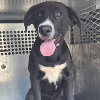 Freddie -  Black Labrador Retriever and Mixed Breed Dog for Adoption in Birmingham, Alabama - Freddie | PetCurious