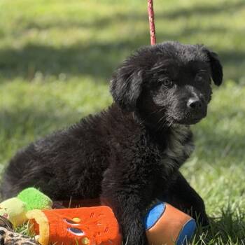 Shepherd Dogs Available for Adoption in Locust Fork, Alabama - Dublin | PetCurious