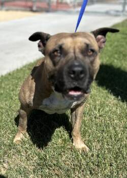 Roger -  Pit Bull Terrier Dog for Adoption in Victorville, California - Roger | PetCurious