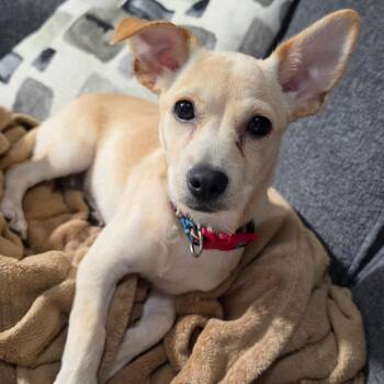 Flopsy -  Terrier and Chihuahua Dog for Adoption in St. Louis, Missouri - Flopsy | PetCurious