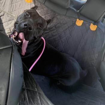 Cane Corso Dogs Available for Adoption - Nike | PetCurious