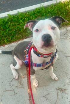 Maya -  Pit Bull Terrier and Bulldog Dog for Adoption in Toledo, Ohio - Maya | PetCurious