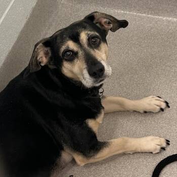 Bandit -  Chihuahua and Dachshund Dog for Adoption in Chattanooga, Tennessee - Bandit | PetCurious