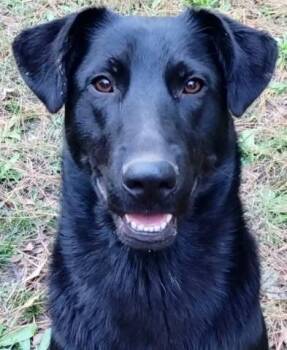 Rescue Shepherd Dogs for Adoption in Chelmsford, Massachusetts - Shera | PetCurious