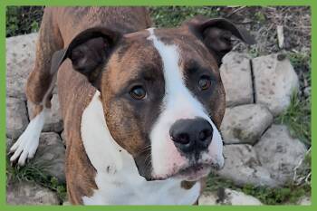 Boxer and Mastiff Dogs Available for Adoption in Amherst, Massachusetts - Yuli | PetCurious