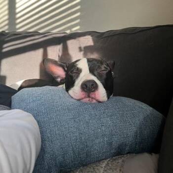 Luca -  Pit Bull Terrier and American Staffordshire Terrier Dog for Adoption in Dallas, Texas - Luca | PetCurious