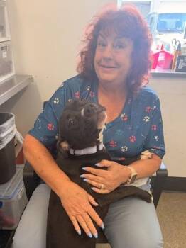 Dream -  Pit Bull Terrier Dog for Adoption in Cleveland, Ohio - Dream | PetCurious