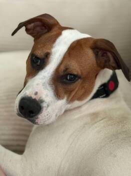 Rescue American Staffordshire Terrier Dogs for Adoption in Plandome, New York - Chelsea | PetCurious