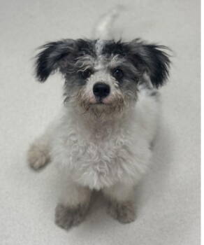 Rescue Havanese and Poodle Dogs for Adoption in Bloomfield, Connecticut - Elliot | PetCurious