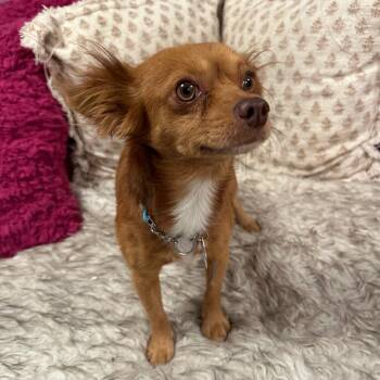 Jasper -  Mixed Breed Dog for Adoption in San Francisco, California - Jasper | PetCurious
