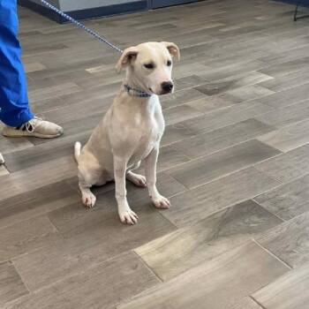 American Bulldog Dogs Available for Adoption in Nevada, Missouri - Lily | PetCurious
