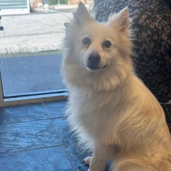 Prince -  American Eskimo Dog and None Dog for Adoption in Clearwater, Florida - Prince | PetCurious