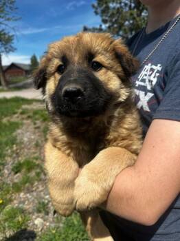 Birch -  Mixed Breed Dog for Adoption in Polson, Montana - Birch | PetCurious