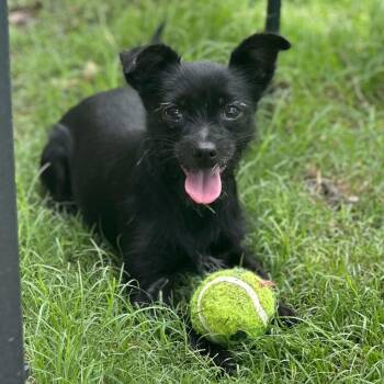 Sierra -  Terrier Dog for Adoption in Justin, Texas - Sierra | PetCurious