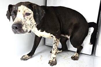 Labrador Retriever and Mixed Breed Dogs Available for Adoption in Houston, Texas - ERES | PetCurious