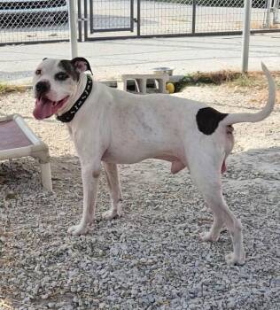 Spike -  Terrier Dog for Adoption in Stanton, Kentucky - Spike | PetCurious