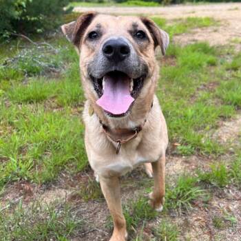 Yellow Labrador Retriever Dogs Available for Adoption - Desperado (FEE SPONSORED) | PetCurious