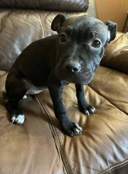 Pit Bull Terrier and Shar Pei Dogs Available for Adoption - Midnight | PetCurious
