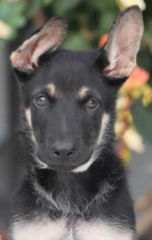 Aero von Schrozberg -  German Shepherd Dog Dog for Adoption in Los Angeles, California - Aero Von Schrozberg | PetCurious