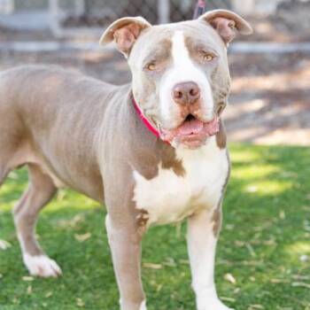 Rescue Staffordshire Bull Terrier Dogs for Adoption in Camarillo, California - BUDDY | PetCurious