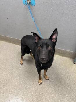 Rescue German Shepherd Dog and Rottweiler Dogs for Adoption in Las Vegas, Nevada - JAEGER | PetCurious