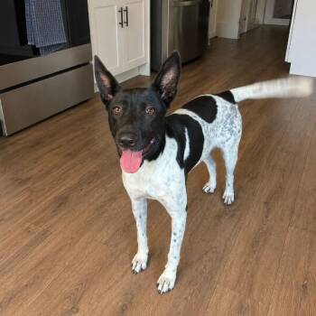 Cookie -  Rat Terrier and Mixed Breed Dog for Adoption in Houston, Texas - Cookie | PetCurious