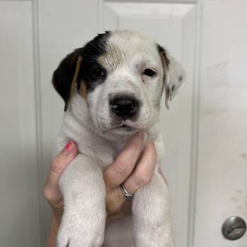 Florek -  Pit Bull Terrier Dog for Adoption in Columbia, South Carolina - Florek | PetCurious