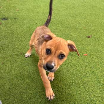 Bacardi 1324 -  Mixed Breed Dog for Adoption in Loxahatchee Groves, Florida - Bacardi 1324 | PetCurious