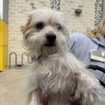 Franky -  Terrier Dog for Adoption in New York, New York - Franky | PetCurious