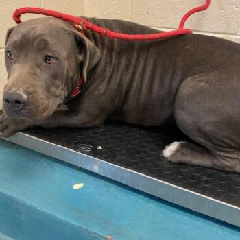 BIG BOY -  Mixed Breed Dog for Adoption in Memphis, Tennessee - BIG BOY | PetCurious
