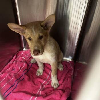 Philosopher -  Mixed Breed Dog for Adoption in Davenport, Iowa - Philosopher | PetCurious