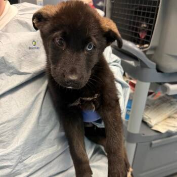 Husky and Mixed Breed Dogs Available for Adoption in Charlottesville, Virginia - Larry The Lobster | PetCurious