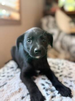 Kayla -  Rat Terrier and Poodle Dog for Adoption in North Freedom, Wisconsin - Kayla | PetCurious