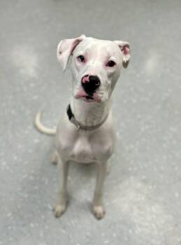 Boxer Dogs Available for Adoption - Moonstone | PetCurious