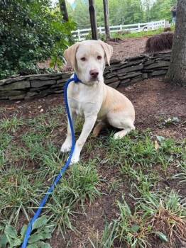 Mellow -  Labrador Retriever Dog for Adoption in Mocksville, North Carolina - Mellow | PetCurious