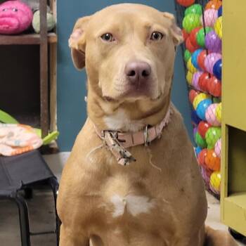 Pit Bull Terrier and Vizsla Dogs Available for Adoption in Clarksdale, Mississippi - Girlie | PetCurious
