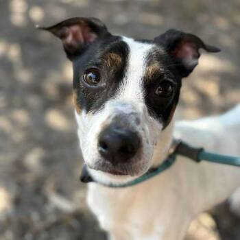 Rescue Mixed Breed Dogs for Adoption in Myrtle Beach, South Carolina - Sawyer - In Foster Home | PetCurious