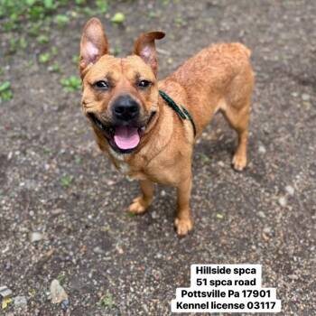 Philly -  Shepherd and Staffordshire Bull Terrier Dog for Adoption in Pottsville, Pennsylvania - Philly | PetCurious