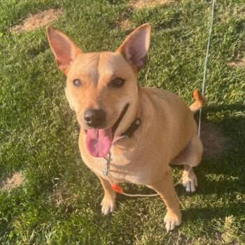Sadie -  Labrador Retriever and Mixed Breed Dog for Adoption in Jefferson, New Jersey - Sadie | PetCurious
