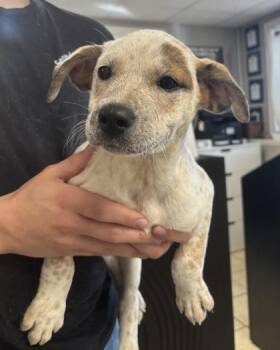 Ginny -  Fox Terrier and Mixed Breed Dog for Adoption in East Brookfield, Massachusetts - Ginny | PetCurious