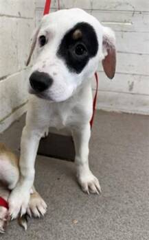 ZUMA -  German Shepherd Dog Dog for Adoption in San Bernardino, California - ZUMA | PetCurious